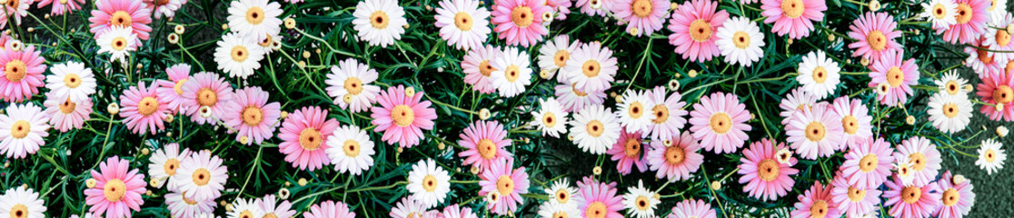 Margeritenblüten weiss und pink von oben Panoramabild