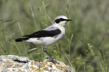 Northern Wheatear (Oenanthe oenanthe) sitting on the stone on rocky place.