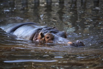 Hippo in water. Keeping an eye out! 