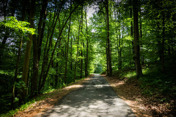 Road in summer forest