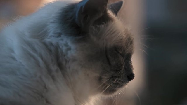 Cute birman cat face close up