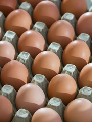 A tray of fresh free range eggs in morning sunlight. Shallow depth of field.