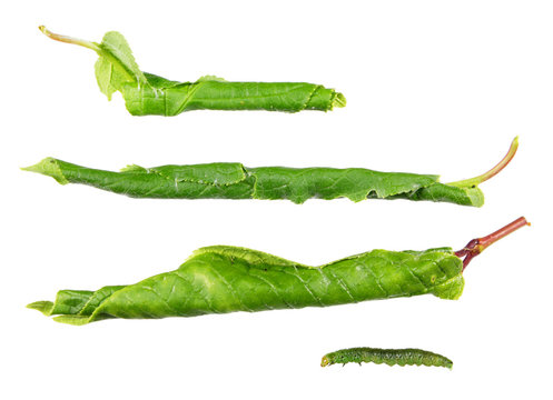 Green Leaf Of Hackberry (Prunus Padus), Rolled In Tubule By Caterpillar Of Eudemis Porphyrana Leafroller Moth Isolated On White Background