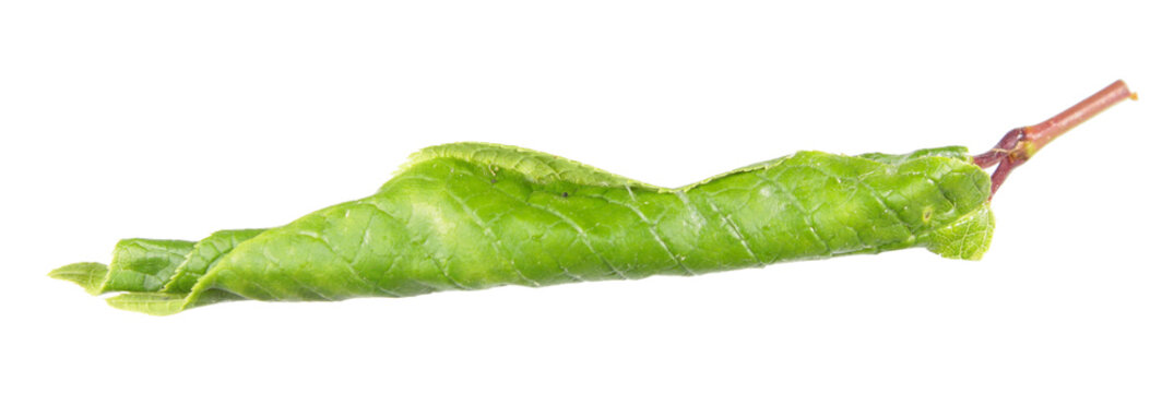 Green Leaf Of Hackberry (Prunus Padus), Rolled In Tubule By Caterpillar Of Eudemis Porphyrana Leafroller Moth Isolated On White Background