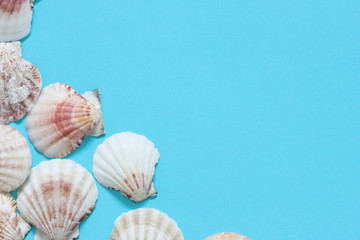 Seashells on blue Background. 