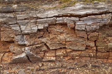 Totholz als Teil des biologischen Waldkreislaufes