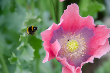 Mohnblüte