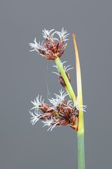 Great bulrush,  Schoenoplectus tabernaemontani © Henri Koskinen