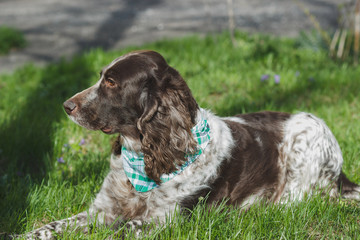 Brown spotted russian spaniel on the green grass