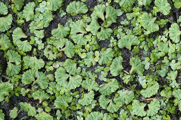 Purple-fringed Riccia moss, Ricciocarpos natans