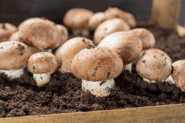 Cultivation of brown champignons mushrooms, grow in underground nature caves in France, ready for harvest