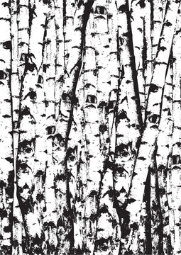 Realistic vector black and white illustration of birch tees trunks. Black and white birch trees forest.