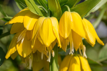 Beautiful bright yellow flowers hazel grouse imperial on a lawn in a spring park or garden. Close up, macro