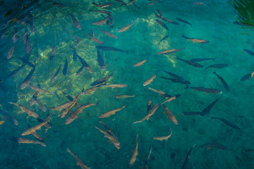 Fototapeta na wymiar Forellen in einem See