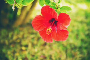 Flowering hibiscuses. selective focus. 