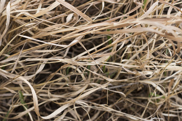 Dry grass close-up, abstraction, texture, background, space for text