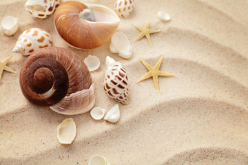 Fototapeta na wymiar seashells on sand beach