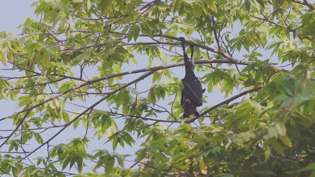Young Curious Fruit Bat, An Indian Flying Fox, Pteropus Giganteus, Hanging On A Tree In The Maldives
