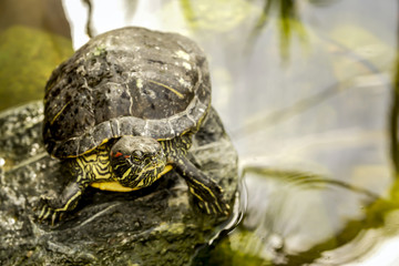 Pond slider red-eared turtle sitting on rock.