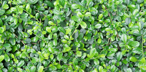 green leaves background