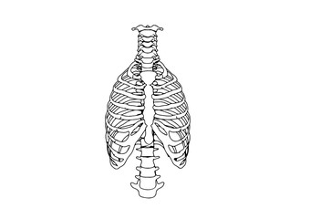 skeleton thorax vector