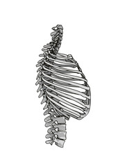 skeleton thorax vector