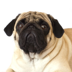 Fototapeta premium Pug dog isolated. Looking sad with big eyes