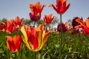 Colorful spring tulip flowers in the garden  in warm sunlight.