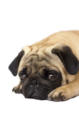 Obraz premium Pug dog isolated. Looking sad with big eyes
