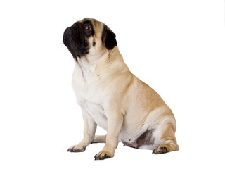 Obraz premium Pug dog isolated. Sitting and looking up