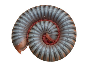 Millipede coil a round