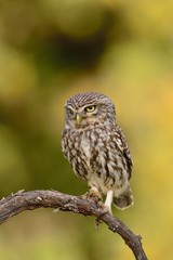 A little owl perched on a branch.