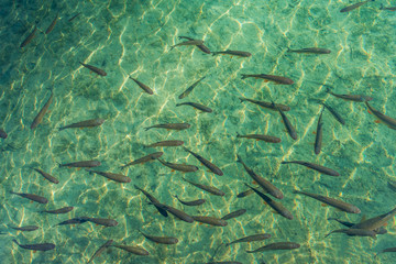 Forellen in einem See