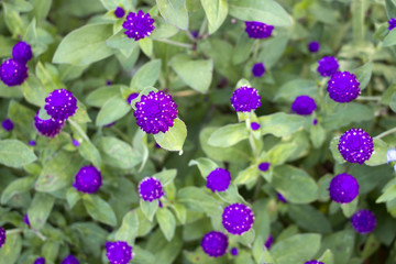 Purple flowers