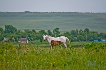 Fototapeta premium horse animal grass farm summer