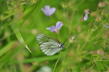 butterfly  nature  flower  summer green garden