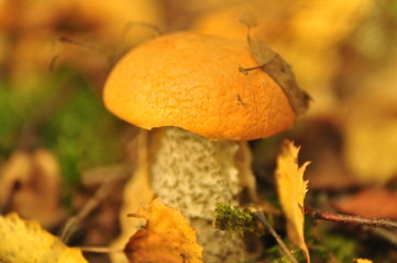 Herbst mushroom nature  forest  grass 