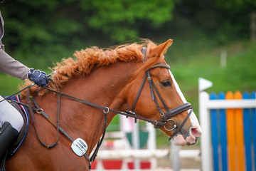 Fototapeta premium Horse in the jumping course, taken over the jump as head portraits from the side.