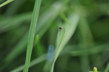 grass macro green nature fly