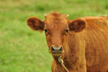 Naklejka na ściany i meble cow animal calf farm milk