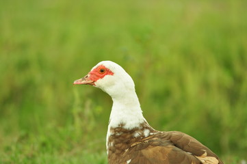 duck bird farm grass nature