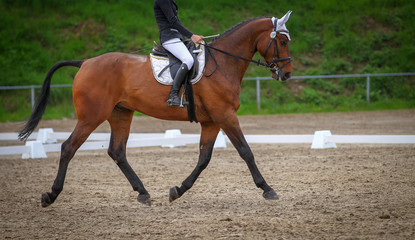 Horse brown (fox) with rider in the dressage course, in the gait trot, taken in the clipping from...