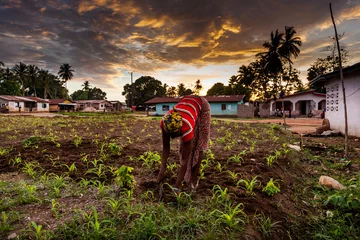 Fototapeten Yongoro, Sierra Leone, Westafrika © robertonencini