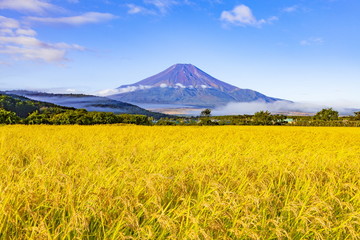 富士山と稲田の風景、山梨県南都留郡忍野村にて
