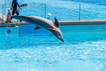 Playing with dolphins