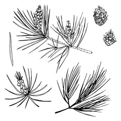Hand drawn pine branch. Vector sketch  illustration.