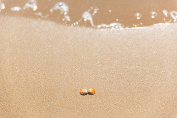 A couple of shells on a sandy beach