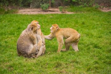Three monkeys are playing on a green meadow