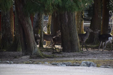 Deers in Miyajima island, Hiroshima, Japan