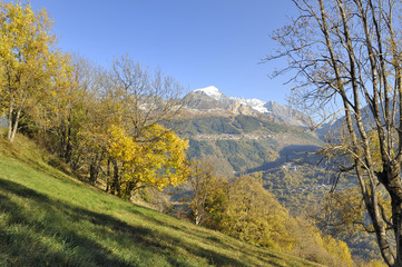 Yellow foliage of tree in landscape of mountain in autumn